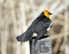 Yellow-headed Blackbird